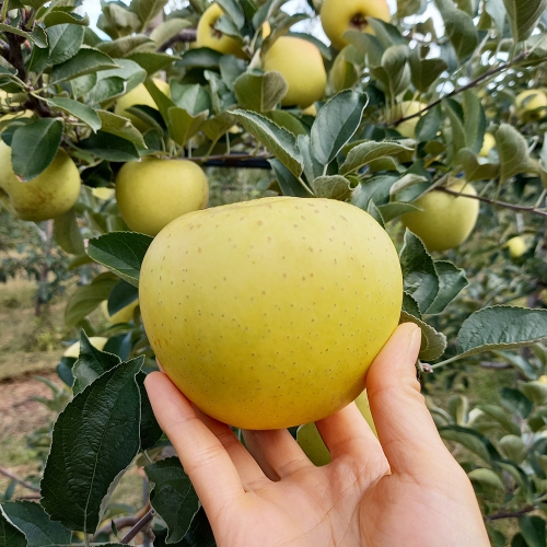 [오늘신선] 청송네자매 경북 청송 시나노골드 사과  2kg 꼬마(10-15과내외) 16일 14시