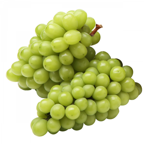 수출용 샤인머스킷 2KG내외(3~4수) 27일 16시