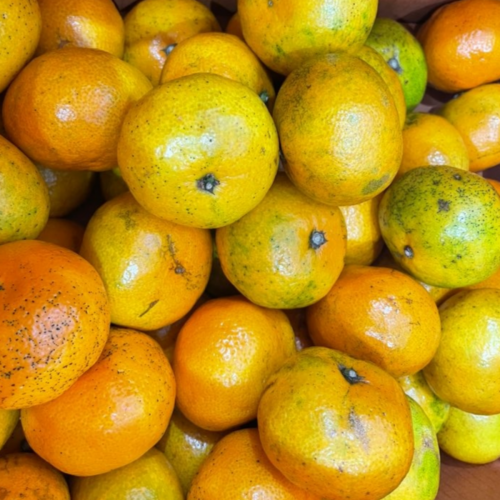 국내산 조생 노지감귤 4.5kg 로얄과 