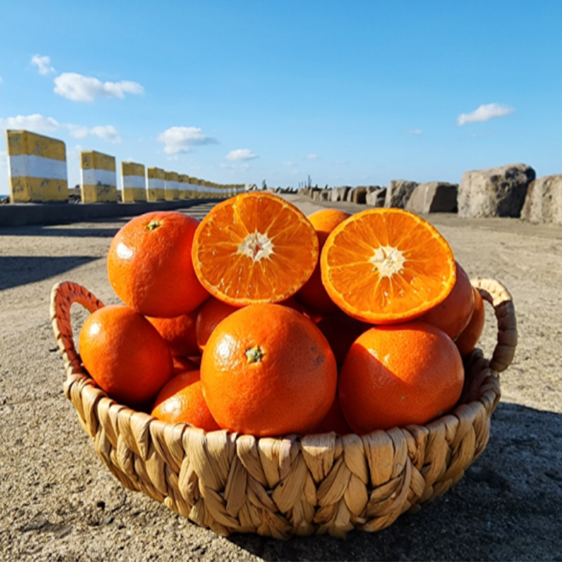 제주 고당도 프리미엄 홍매향 로얄과 1KG내외 15일 16시 상품이미지