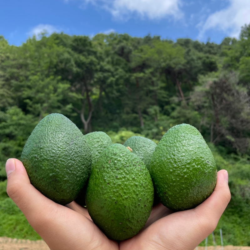 직수입 프리미엄 아보카도 상품이미지