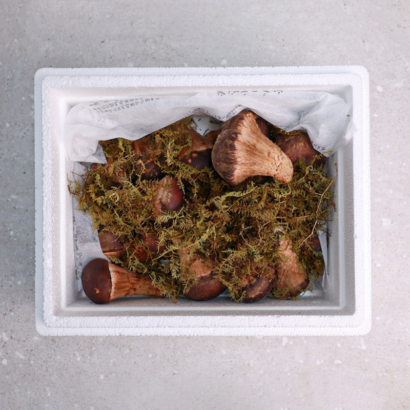 [오늘신선] 2025년 추석 선물세트 무농약 참송이버섯 선물세트 상품이미지