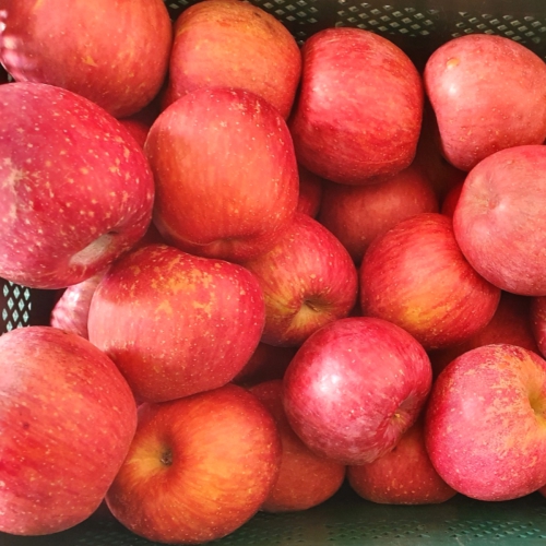 가정용 부사 사과 