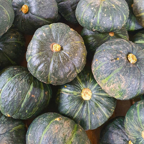 [산지직송] 제주 미니밤호박 보우짱 단호박 2kg/6-8개 