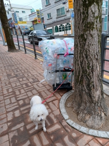 산책도 하고 피티병도 모으고 1석3조 건강해지고 좋아요