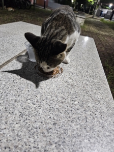 길고양이  밥을 한번씩 주고있어요 