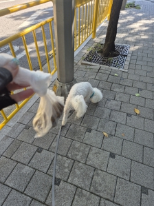 배변봉투 이용하여 산책하기