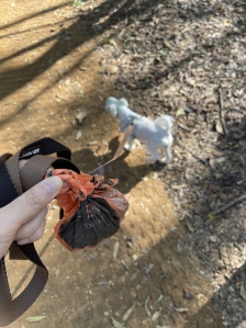 개 산책시 배변봉투