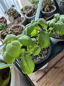 농적물직접재배