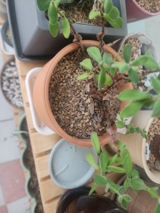 집공기정화도되고, 허브티도만들어먹고~