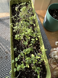 상추, 적겨자 재배중