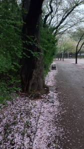 마지막 벛꽃을 보러 걸어요