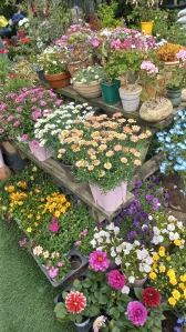 어떤꽃을 어머니께 사다드릴까 고민