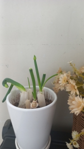 대파 심어 봤어요 몇번 잘라먹었어요