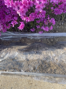 화단에 상추 모종