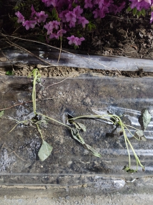 개인 텃밭 가꾸기