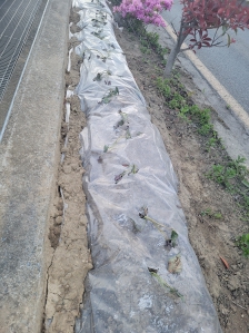 텃밭 농작물 심기는 즐거워요