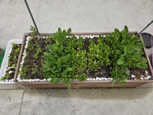 상자텃밭에서 시금치 수확