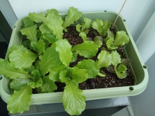 농작물직접재배 해봐요~