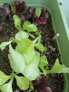 농작물직접재배