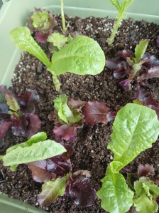 농작물직접재배