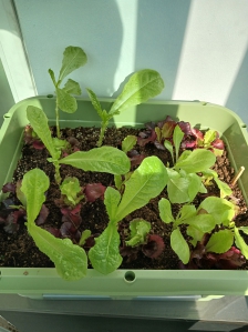 농작물직접재배