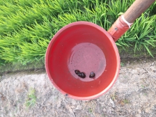 우렁이와  백로들의 친환경 농업