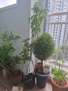 깨끗한공기와 예쁜조경을 위해