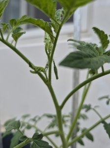 방울토마토 재배