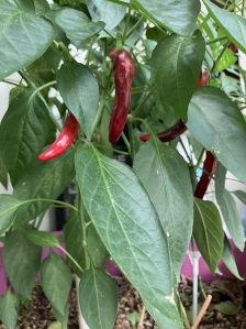 상자 텃밭 고추 재배