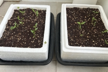 파프리카야 쑥쑥 자라거라