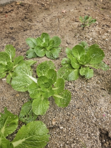 텃밭가꿔서 겉절이하고있어요