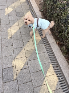 나가서 걷고왔어요!