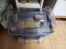 당근으로 햄스터집 샀어요