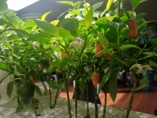 미니파프리카 키워요