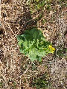 농작물직접재배